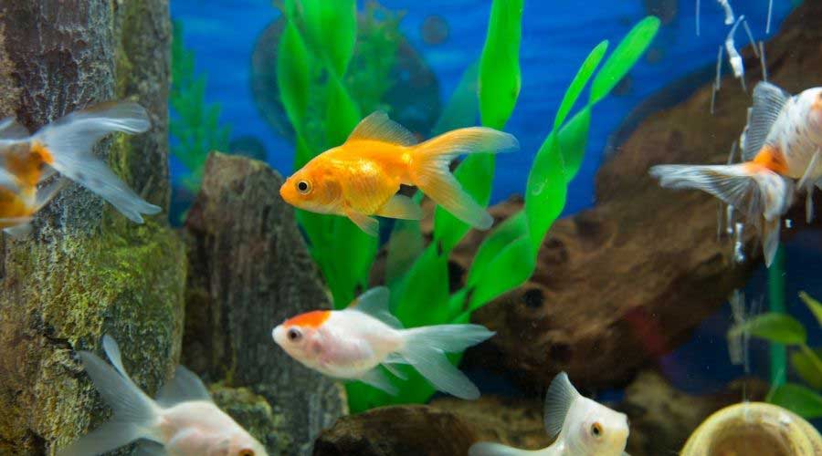 freshwater fish in tank
