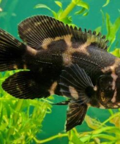 100-200 Gallon+ Aquariums