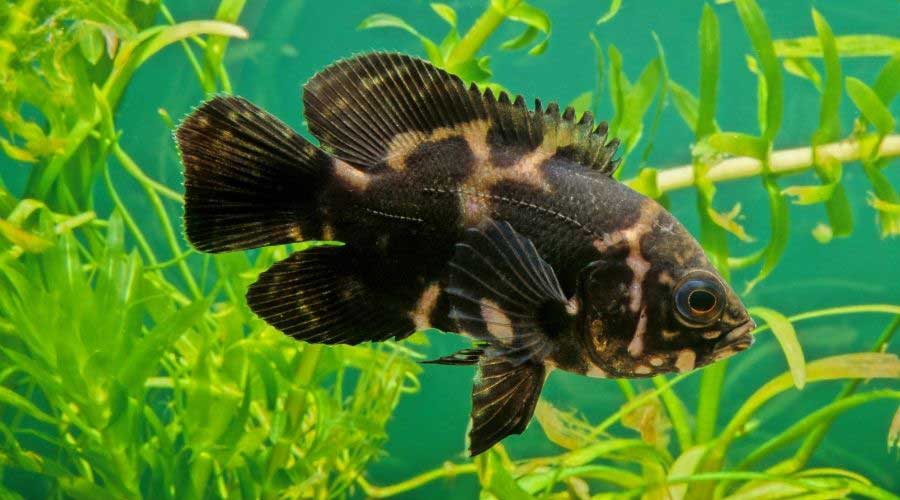 oscar fish in aquarium