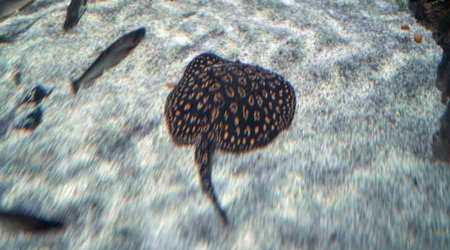 freshwater stingray care guide