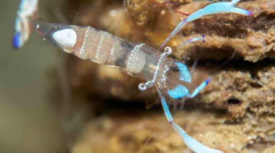 keeping ghost shrimp