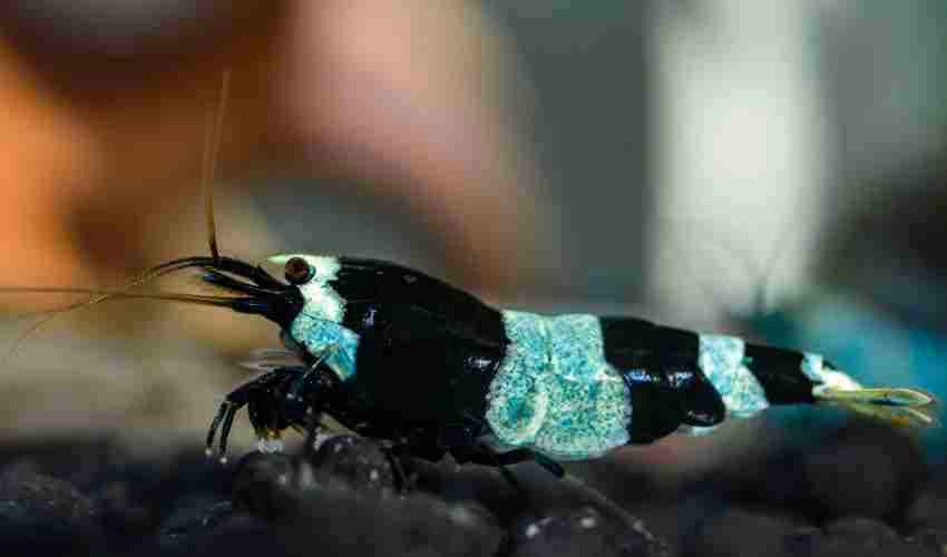 panda shrimp care guide