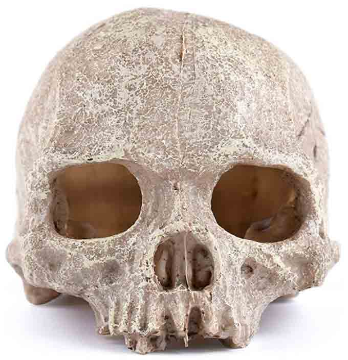 skull fish tank decorative idea