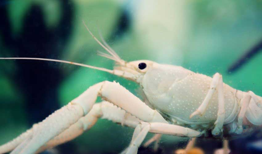 white crayfish care