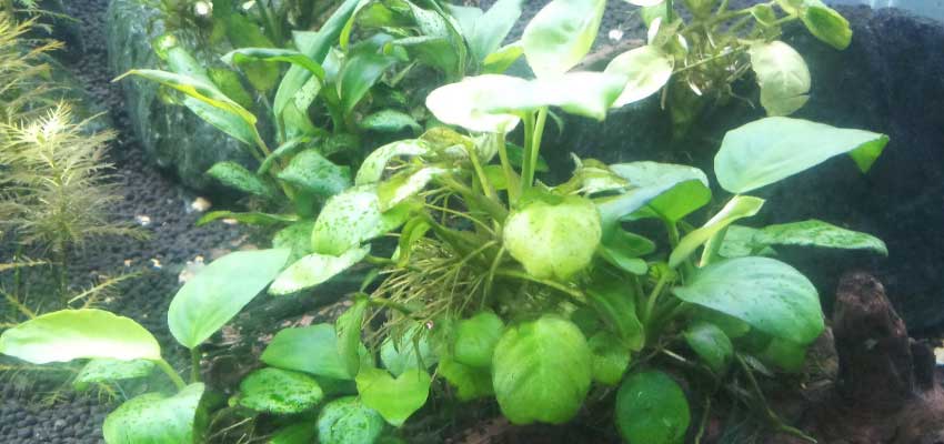 Mexican dwarf crayfish and plants