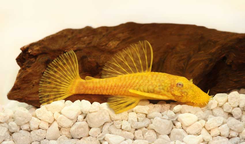 bristlenose pleco in tank