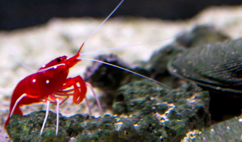 cherry shrimp in 20 gallon tank