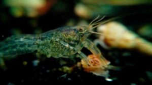 dwarf blue crayfish care