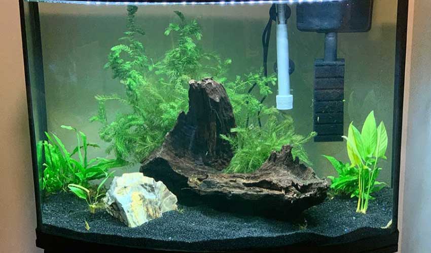 aquarium plants for beginners