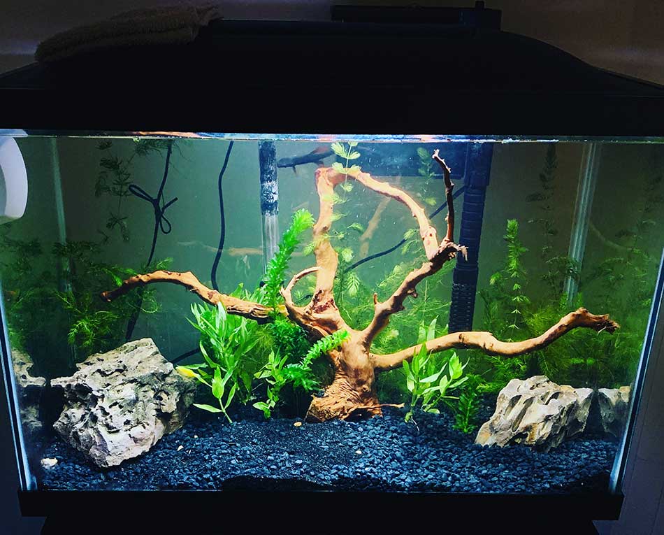 freshwater fish tank