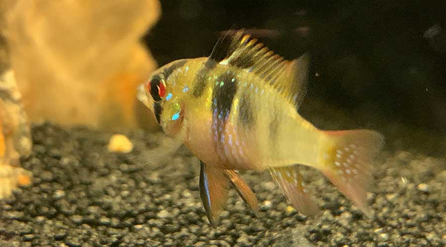 german blue ram