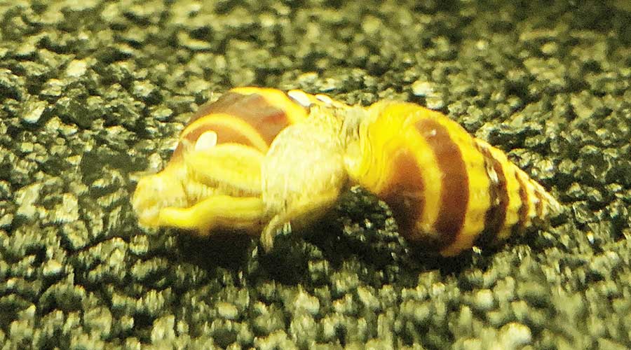 assassin snails for pest snails