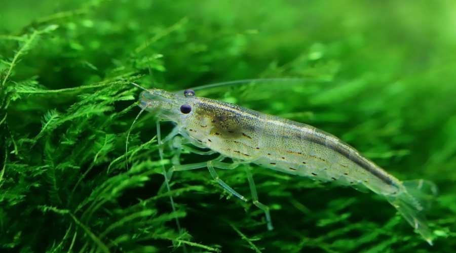 java moss easy aquarium plant