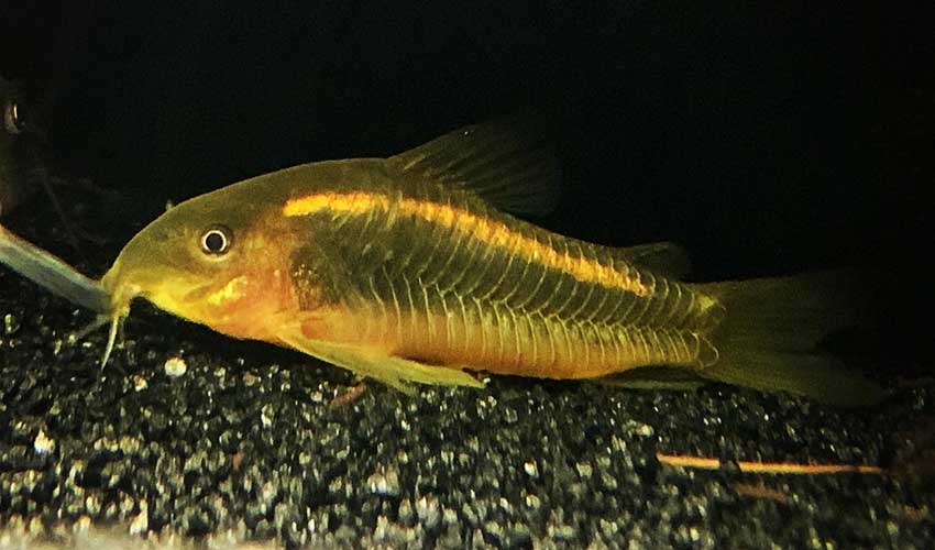 laser fish for 20 gallon tank