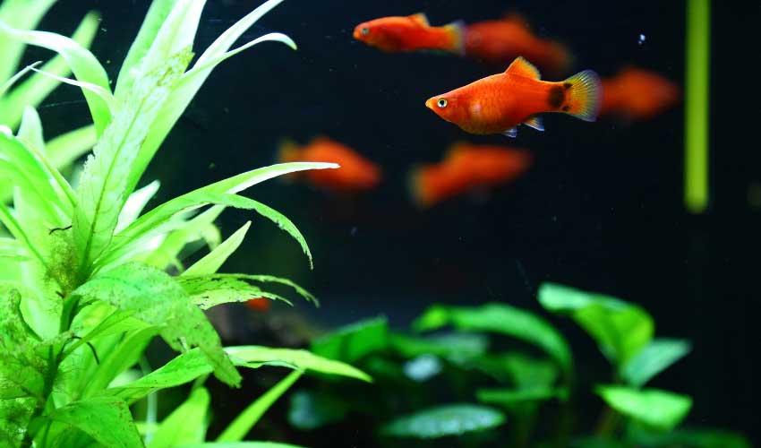 platy fish in tank