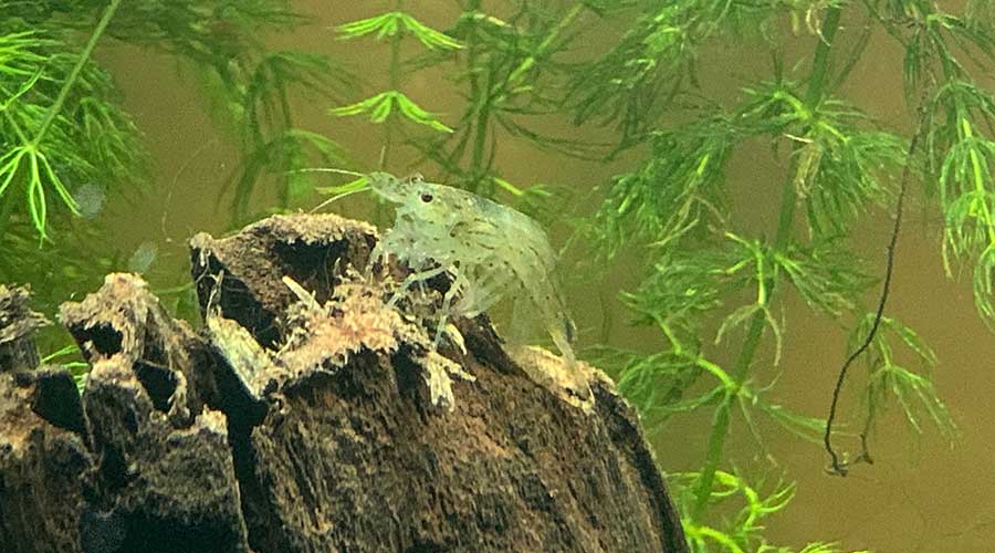 amano shrimp for tanks