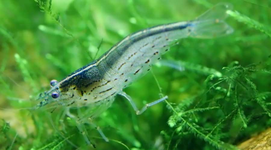 shrimp for tanks