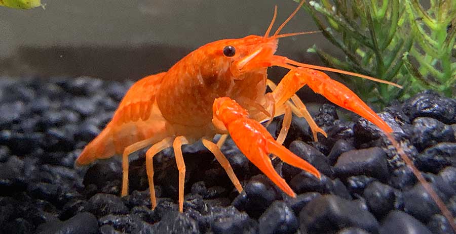 tangerine crayfish