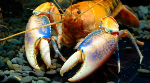 What Do Crayfish Eat? | What to Feed Pet Crayfish