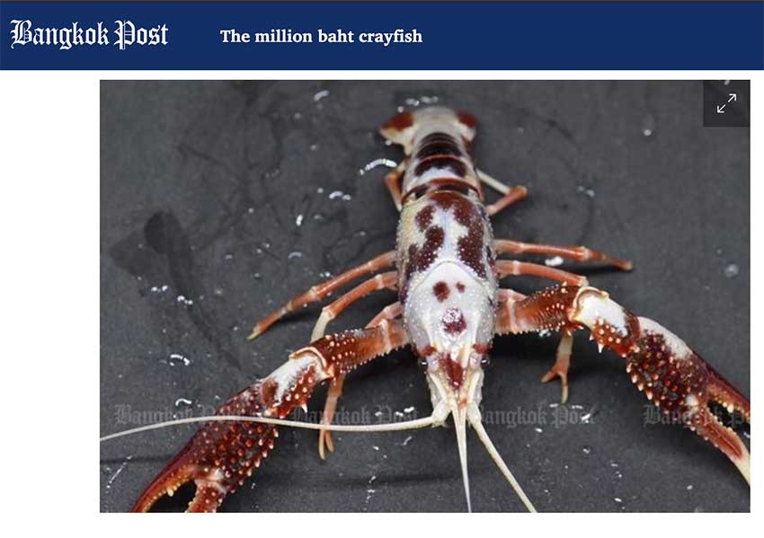 million baht crayfish