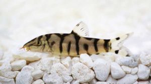 yoyo loaches pest snails