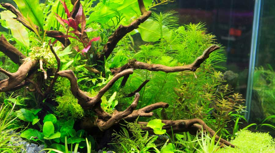 best aquarium plants for beginners