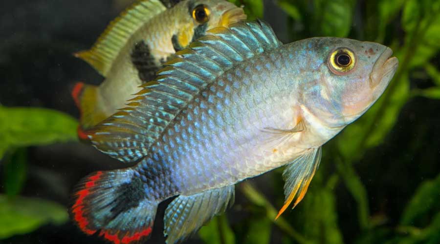 blue apistograma in aquarium