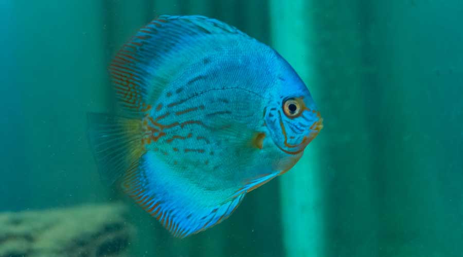 blue aquarium fish discus