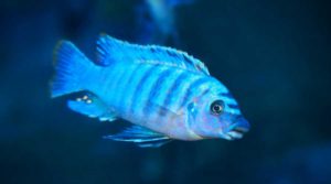 blue fish for fish tank