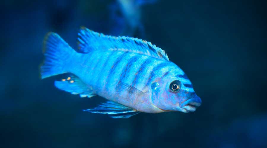 blue fish for fish tank