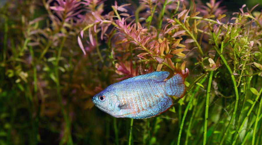 powder blue dwarf gouramis