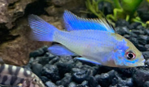 buy aquarium fish